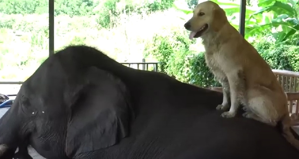 elefante cane amicizia