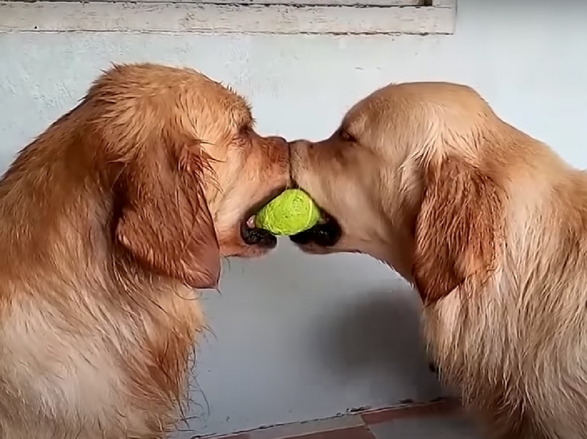 cuccioli golden sfida agonismo