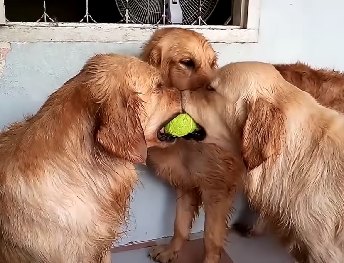 cuccioli golden terzo incomodo