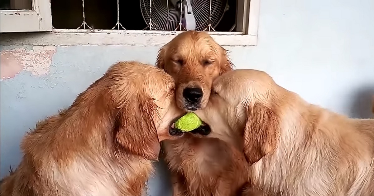 Due cuccioli Golden Retriever si contendono una pallina da tennis, il video vi strapperà una risata