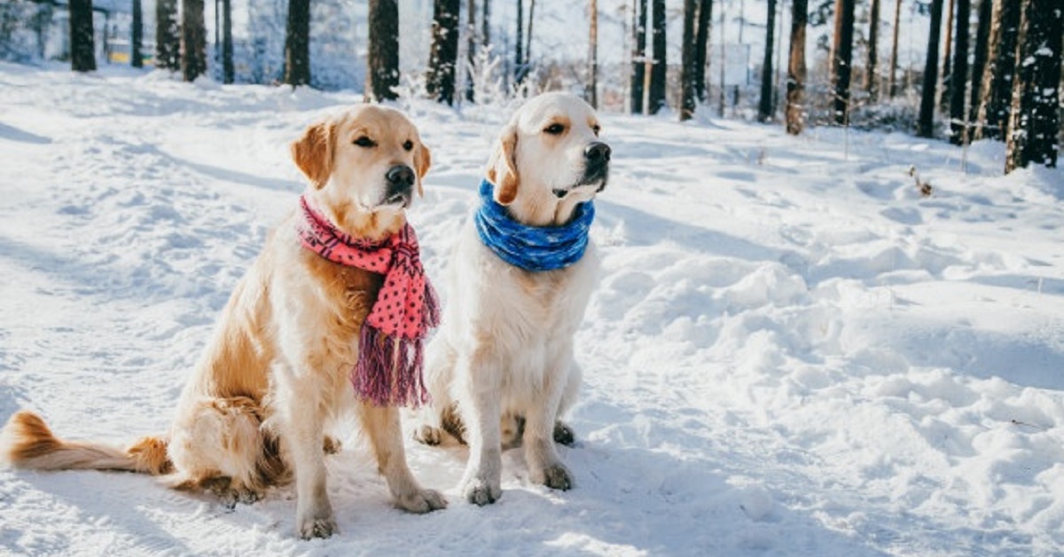 Due cuccioli Golden Retriever si tuffano nella neve, il sorprendente video conquista il web