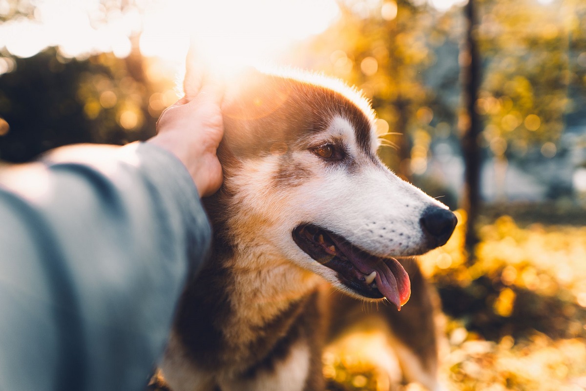 cane domande sulla vostra vita 