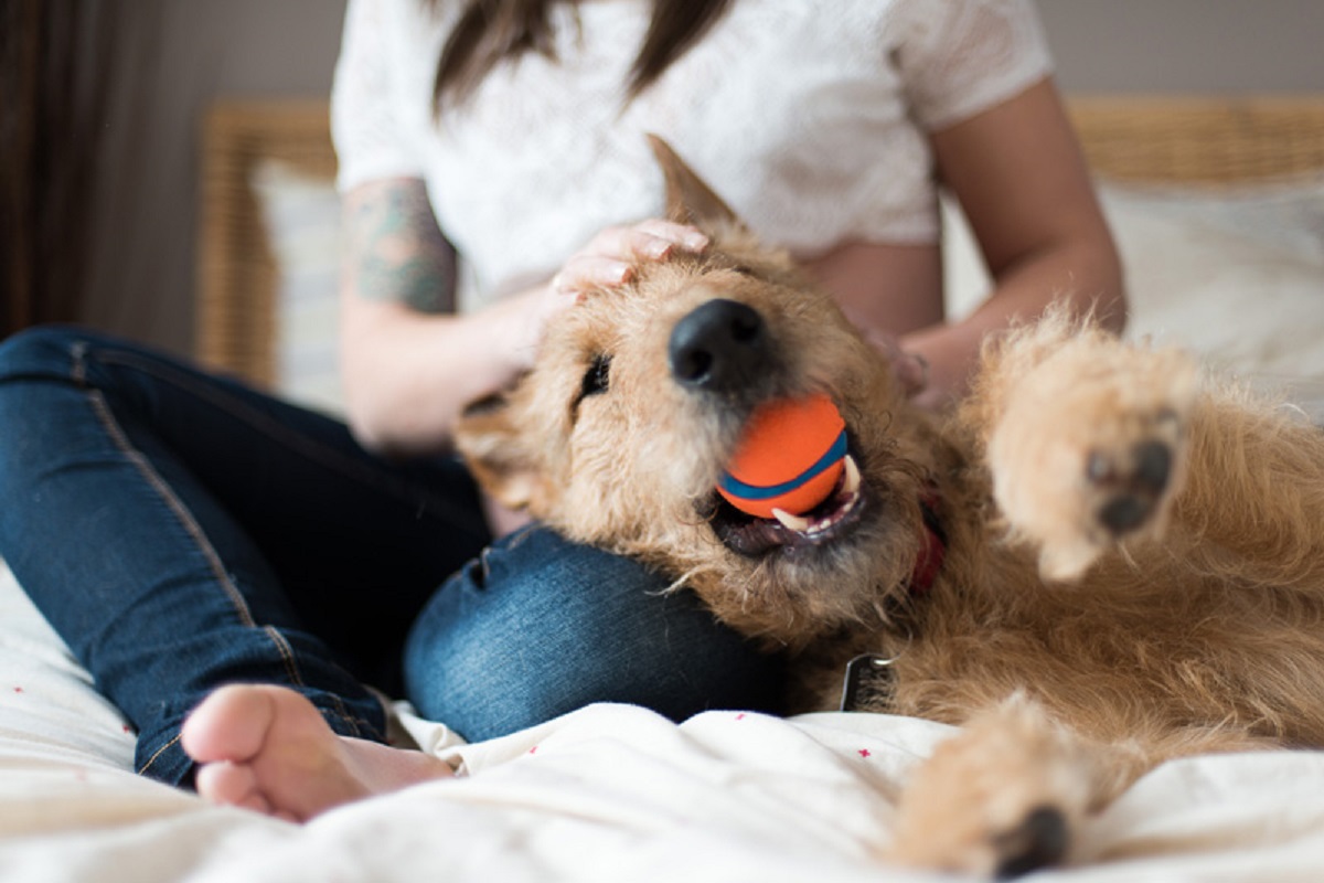 cane stile di vita adatto al vostro