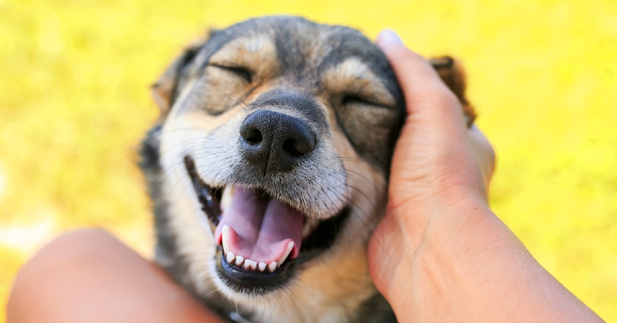 Ecco perché devi farti queste domande prima di prendere un cane