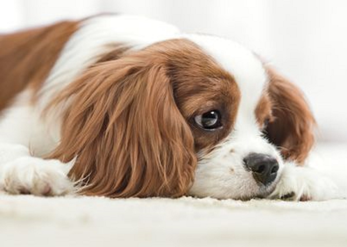 cani università di pisa ricerca