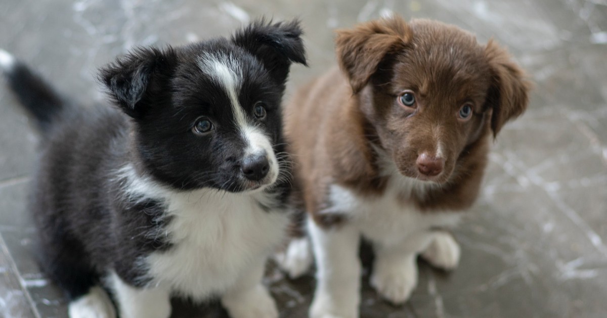 i cuccioli di cane sono gelosi