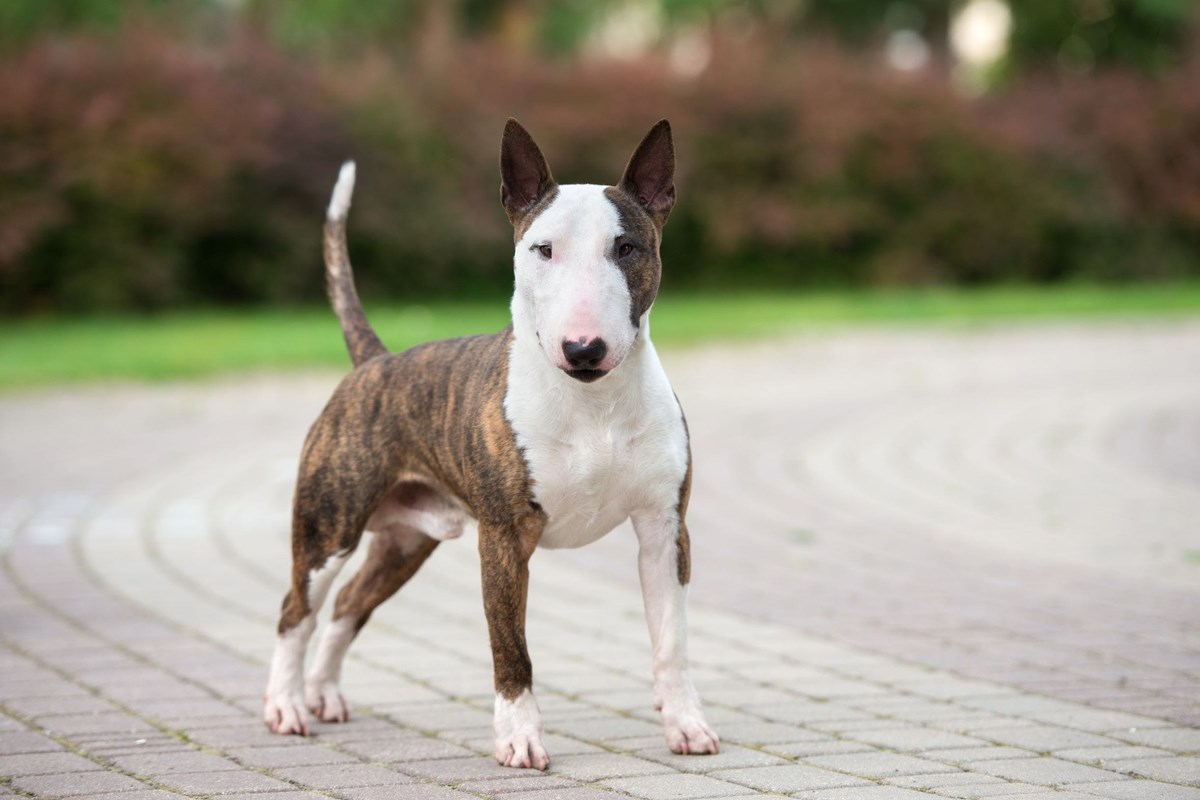 bull terrier