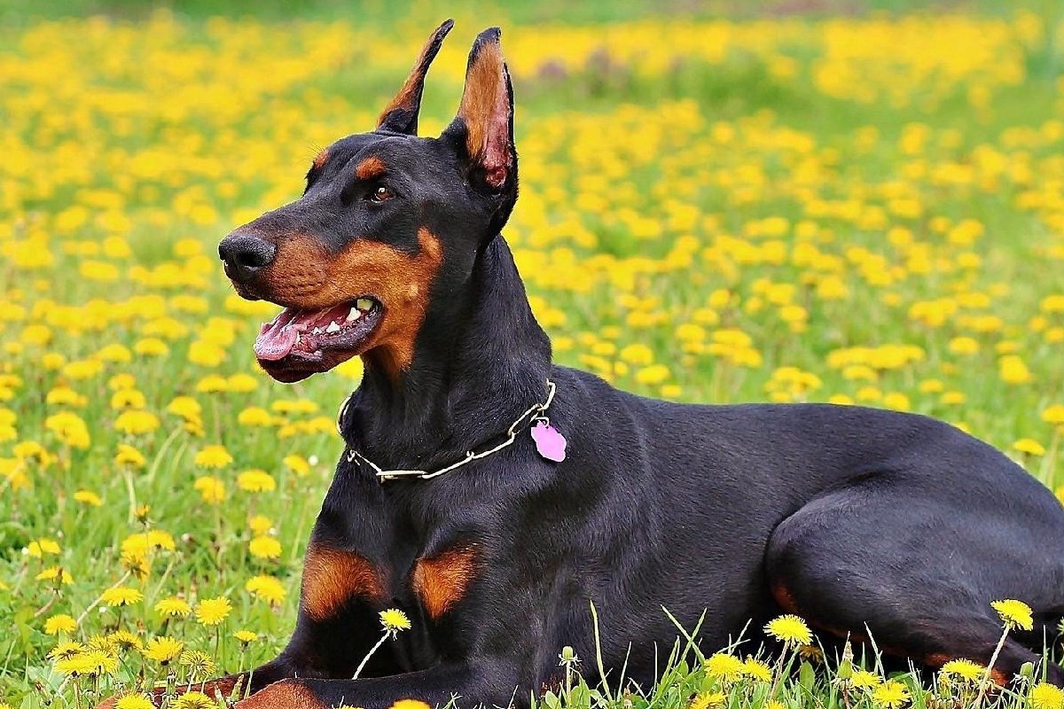 dobermann