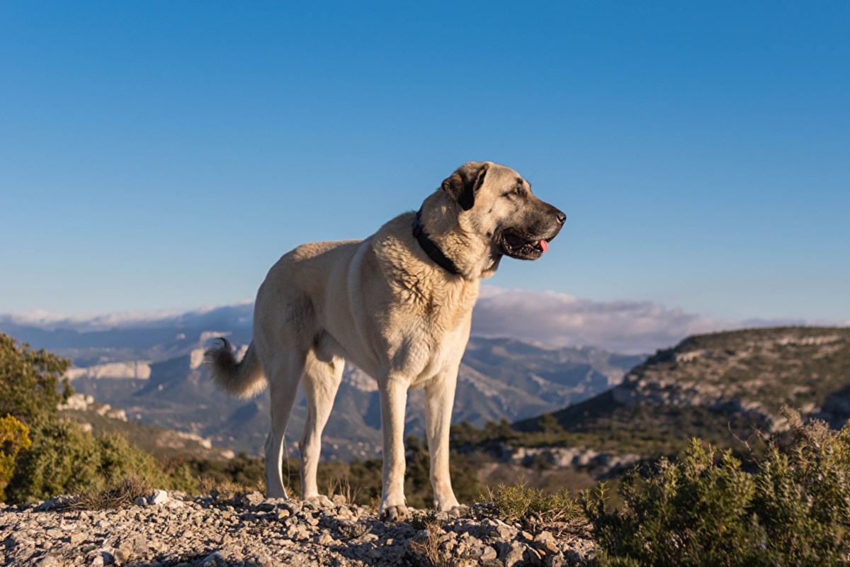 kangal pastore dell'anatolia