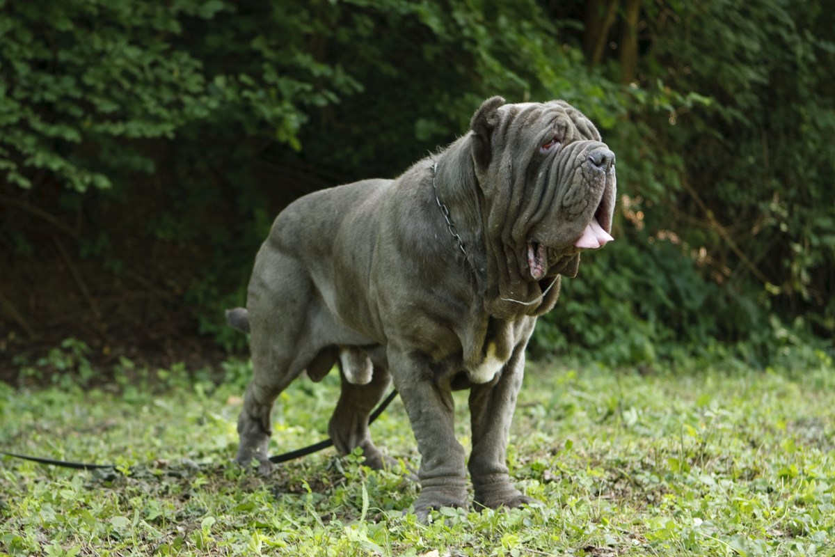 mastino napoletano