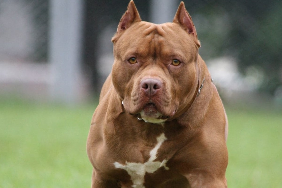 pitbull terrier