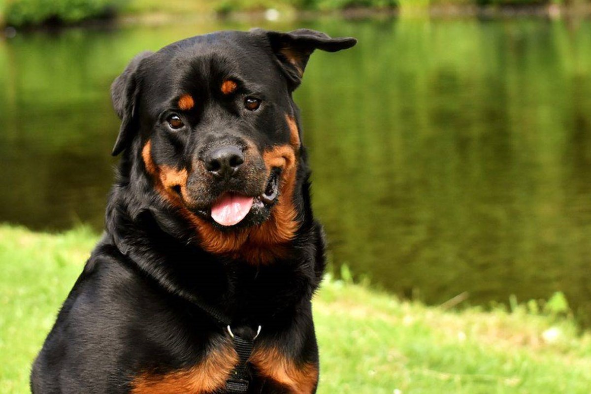 rottweiler