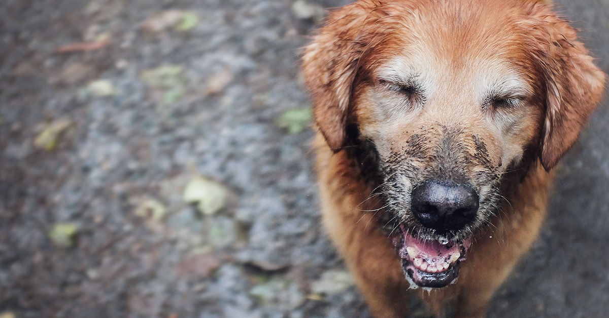 Come evitare che il cane si rotoli nel fango, i rimedi efficaci