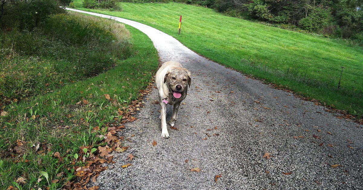 cane sporco di fango a passeggio