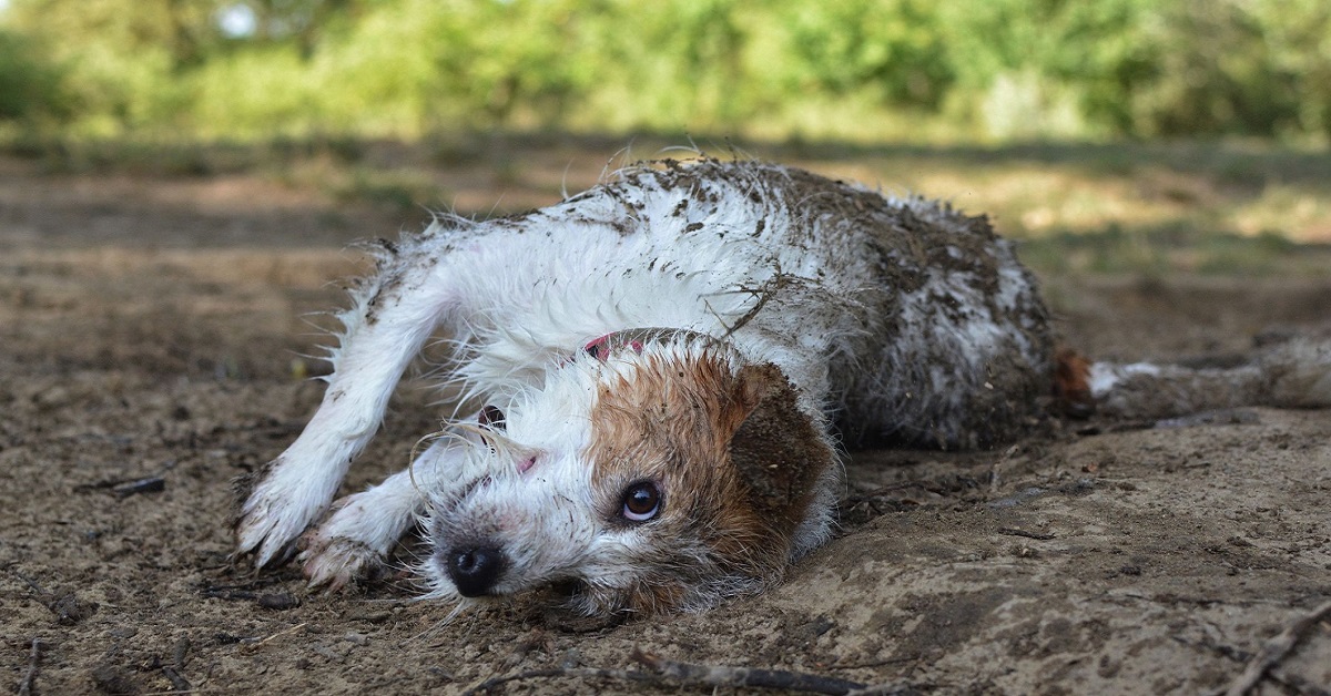 cane si rotola nelle pozzanghere