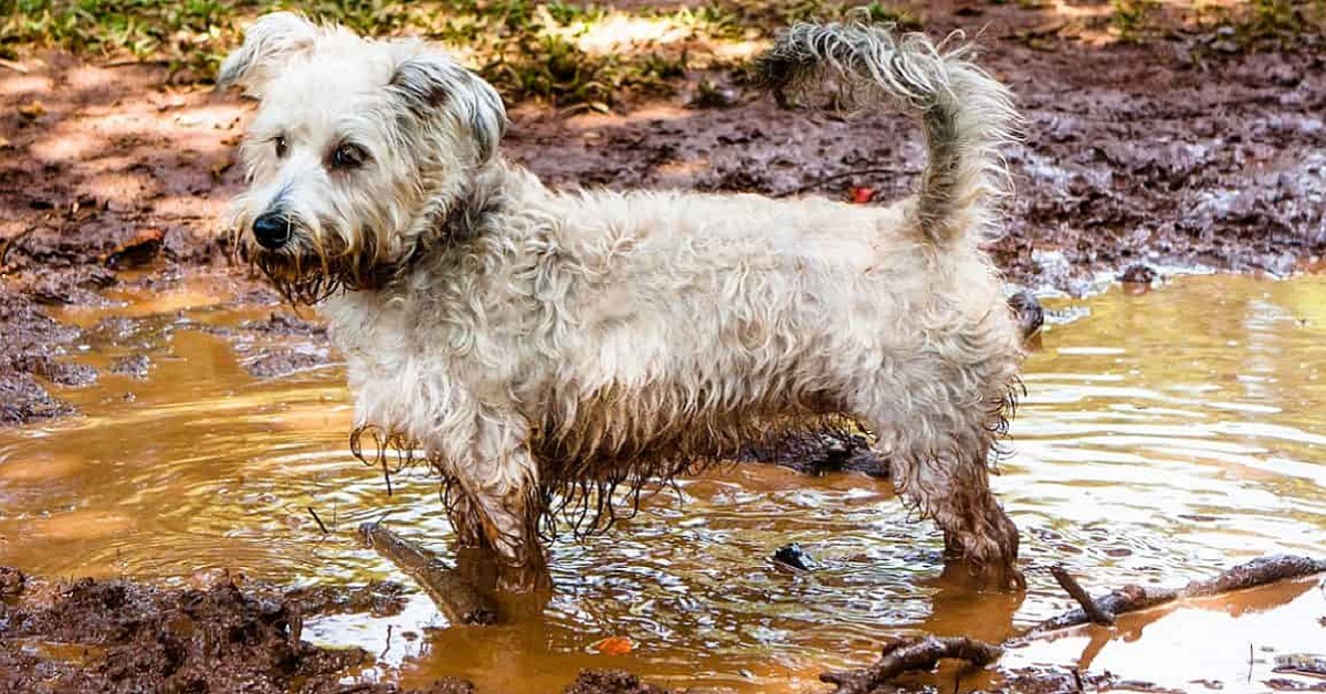 cane sporco 