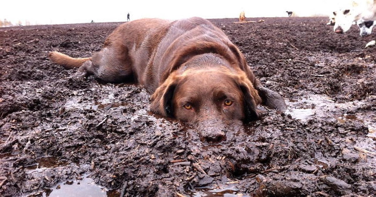 cane in mezzo al fango