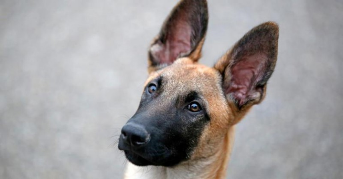 Mako, un cucciolo di Pastore Belga Malinois, incontra per la prima volta dei delfini (VIDEO)