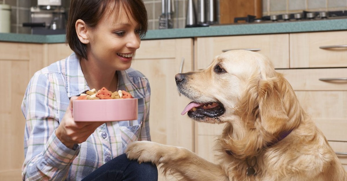 Far stare buono il cane quando prepari la pappa: dritte e consigli per educare Fido