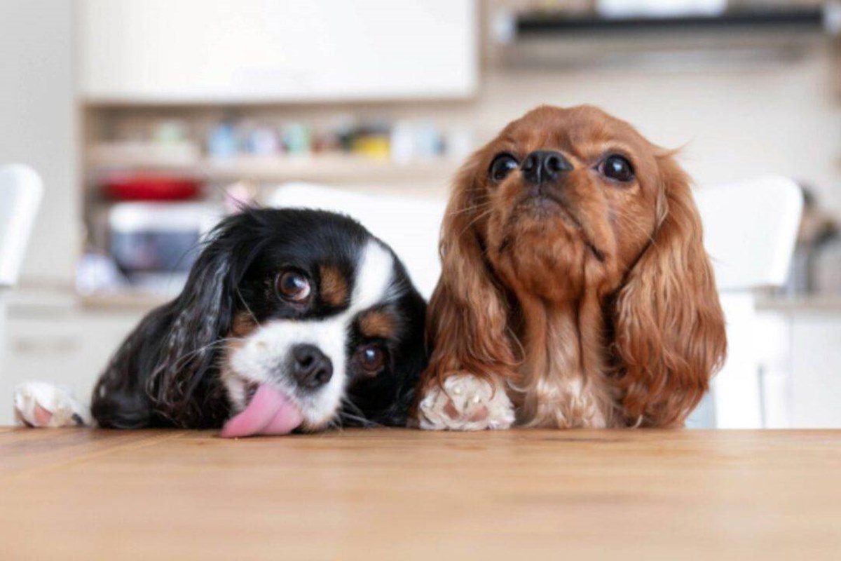 cani con il muso sul tavolo