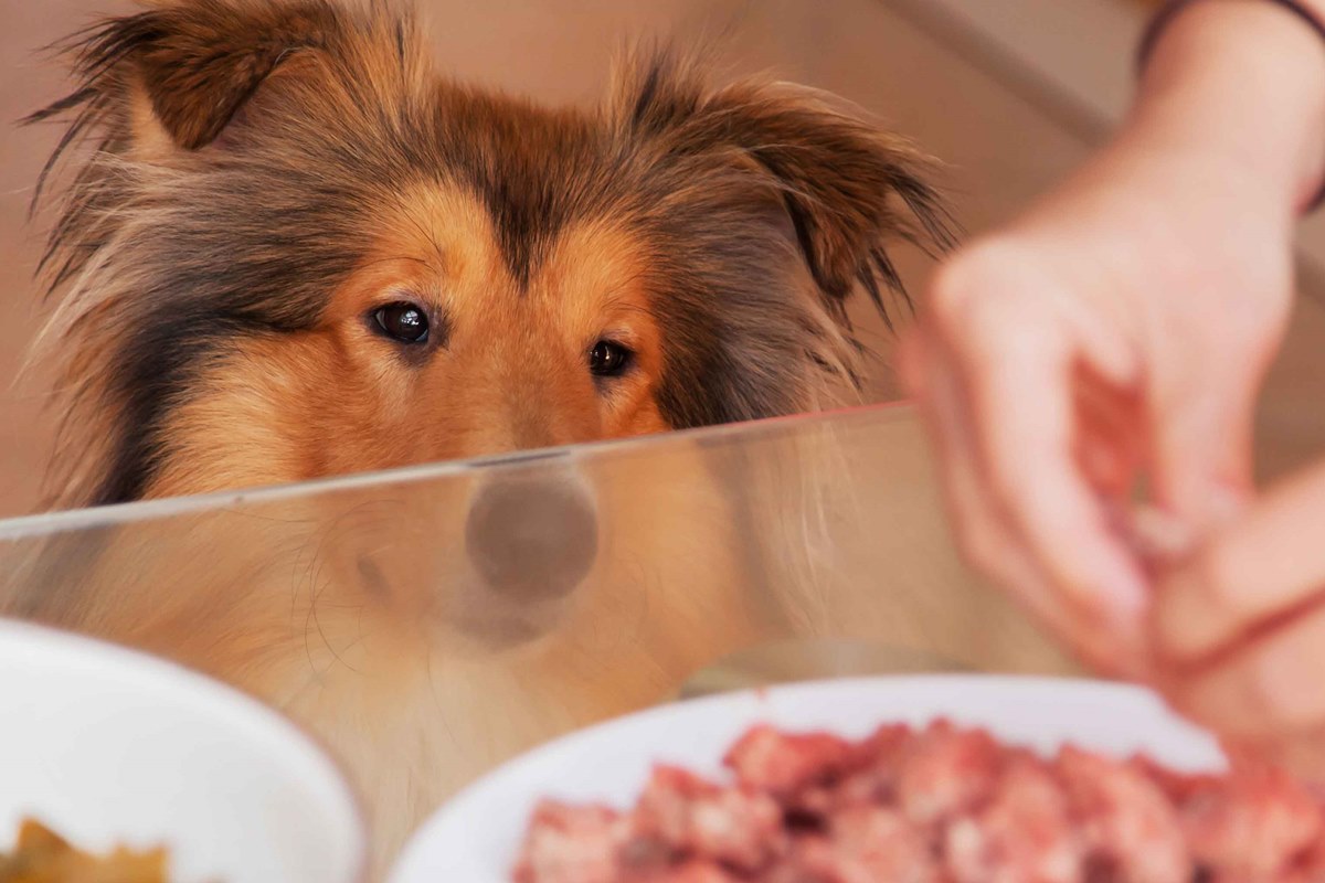 preparare cibo al cane