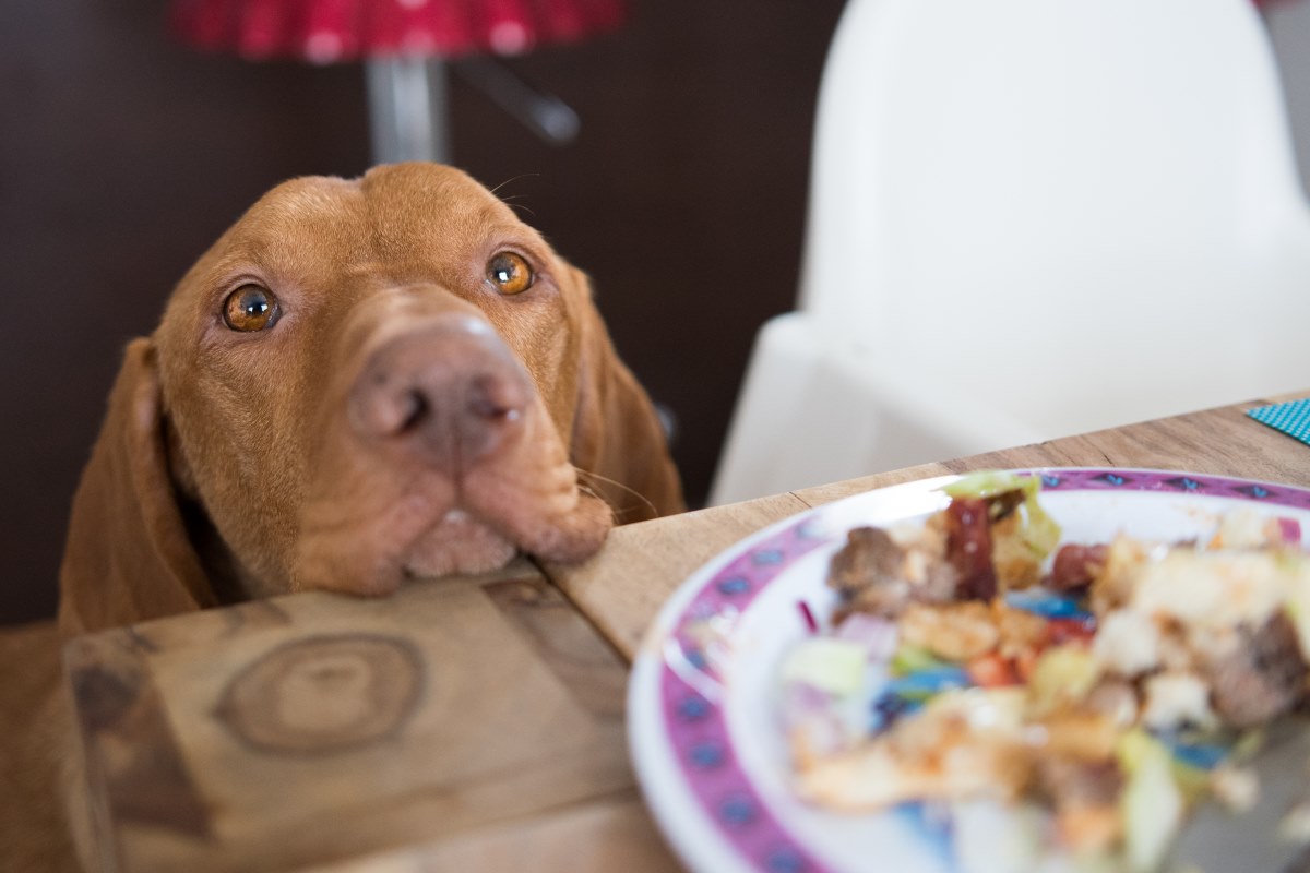 cane con il muso sul tavolo