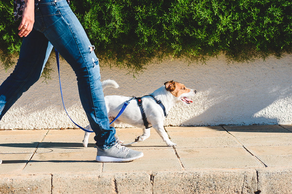 passeggiata con il cane