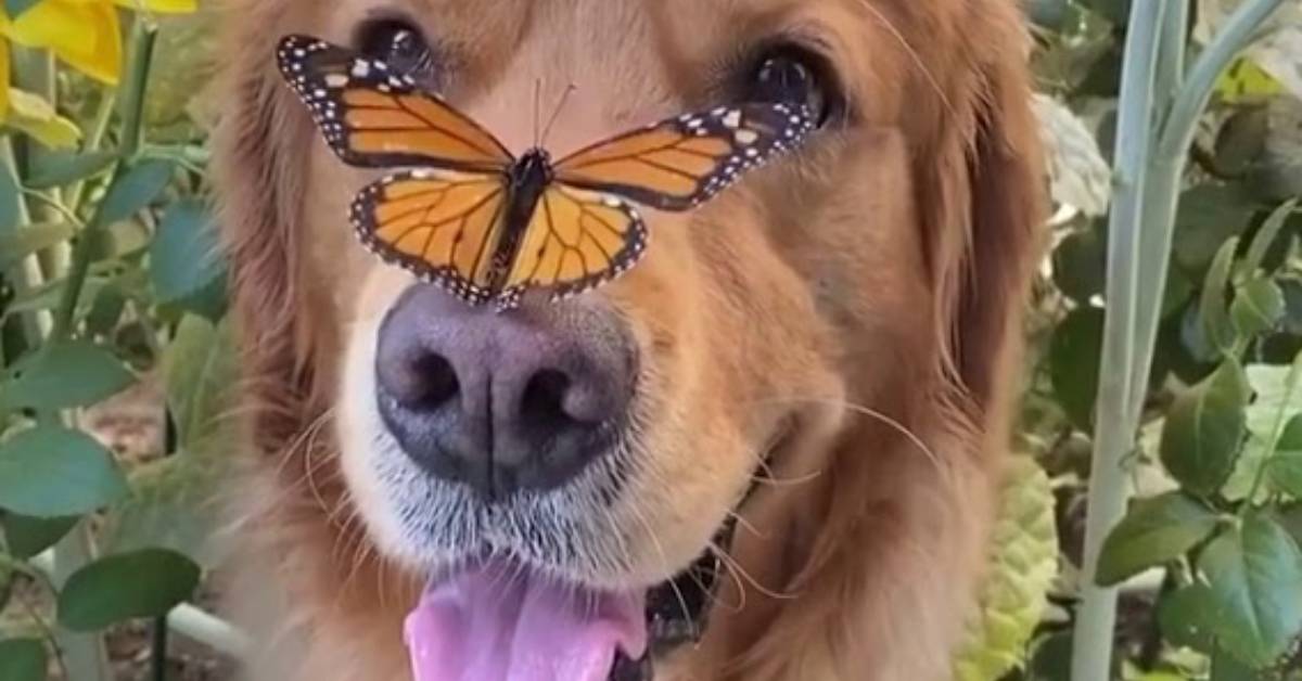 Farfalla si posa sul naso di un cucciolo di golden retriever, un video dolcissimo