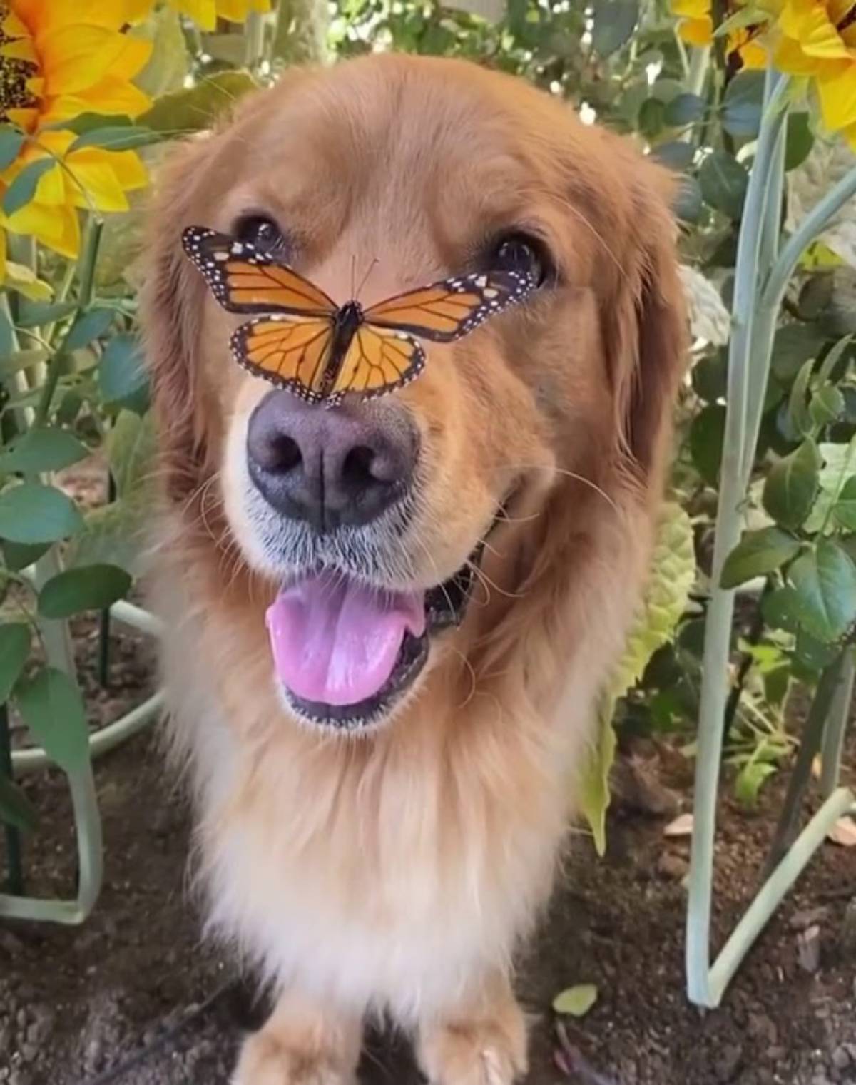 cucciolo e farfalla