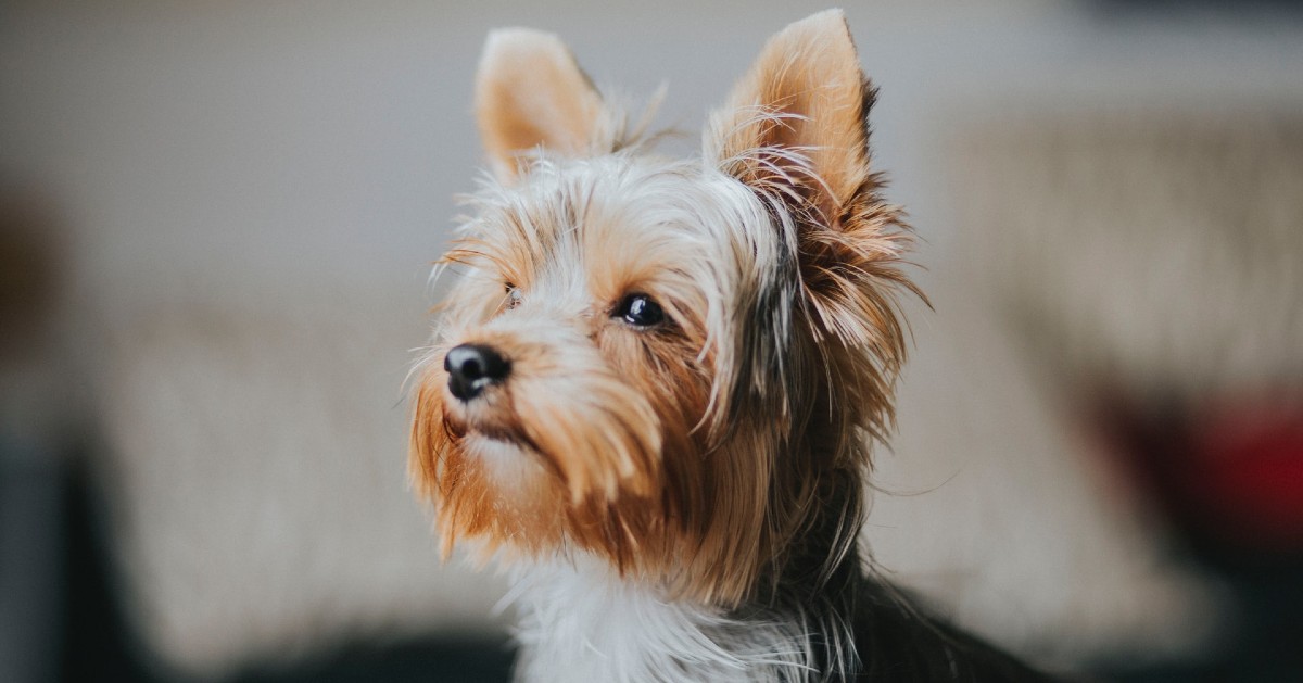 Cuccioli di Yorkshire Terrier, sono fragili? Cosa sapere sul loro musino coperto di pelo