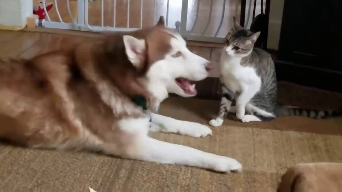 husky e gatto