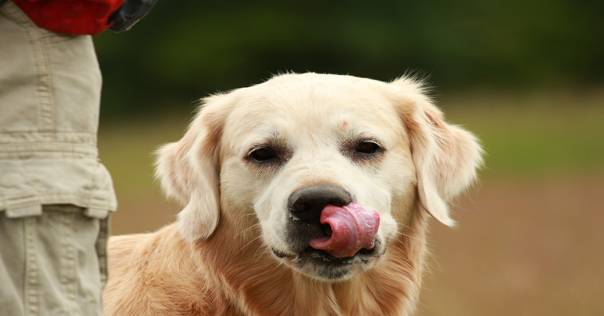 Le strane smorfie di un cucciolo di Golden Retriever quando viene accarezzato fanno ridere centinaia di utenti  (VIDEO)