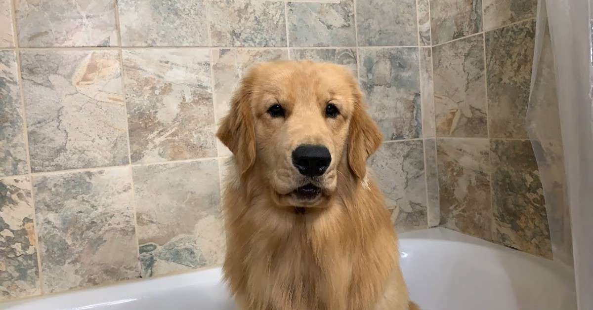 Il Golden Retriever Tucker fa il bagno in compagnia della padrona (VIDEO)