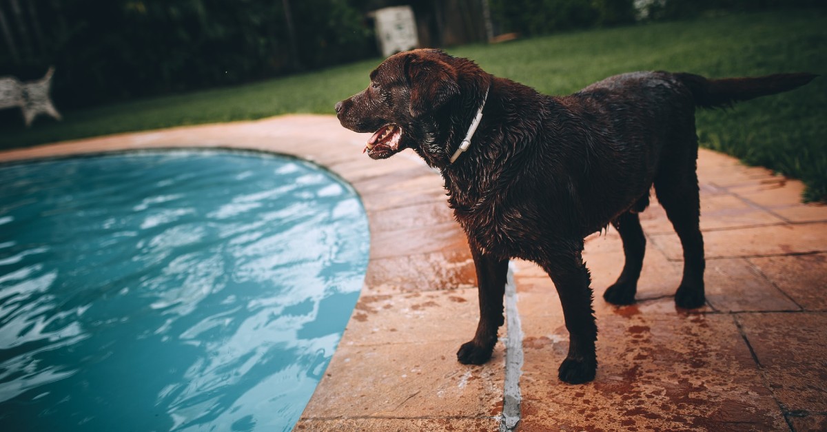 cucciolo di cane può nuotare