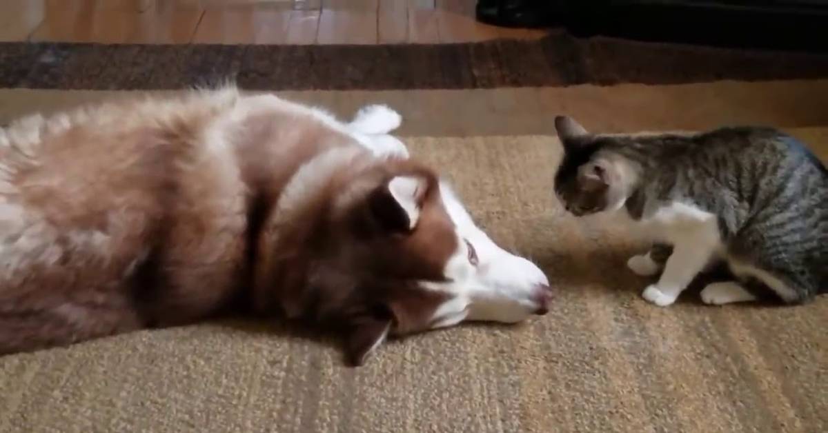 gatto e husky