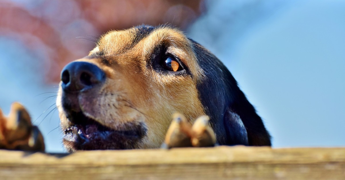 cane che osserva dalla ringhiera