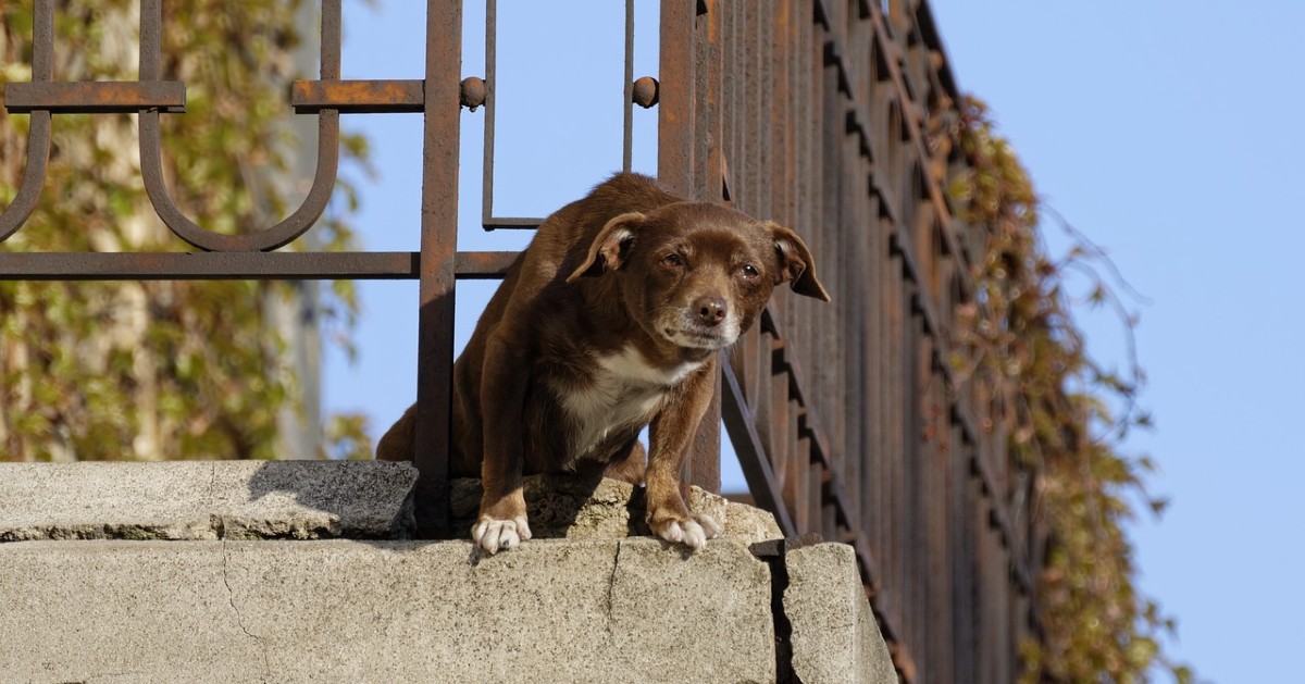 I cani odiano il postino o è solo una credenza comune?