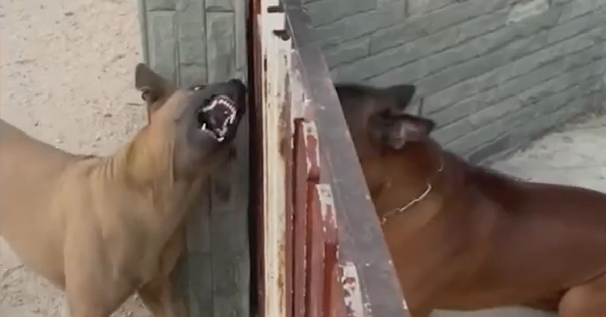 I cuccioli di cane abbaiano ferocemente l’uno contro l’altro, appena si apre il cancello nel video, però, succede l’imprevedibile