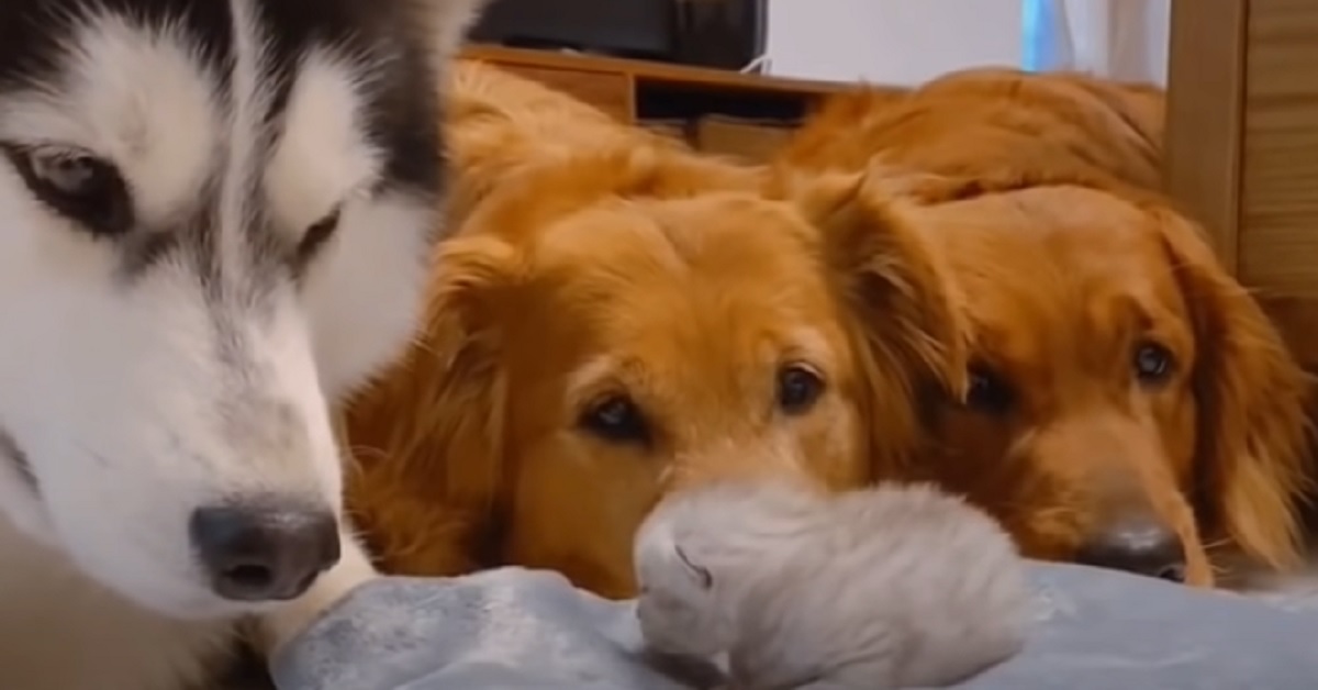 I cuccioli di Golden Retriever e l’Husky incontrano un gattino appena nato, il video vi scalderà il cuore