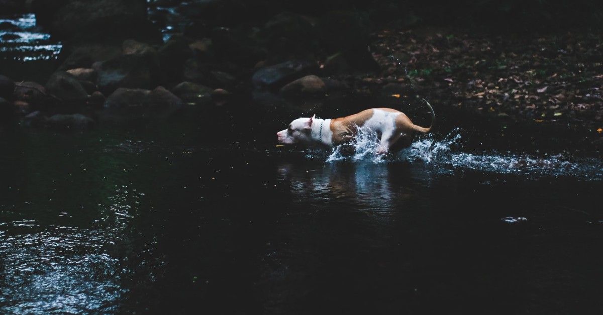 cucciolo di cane può nuotare