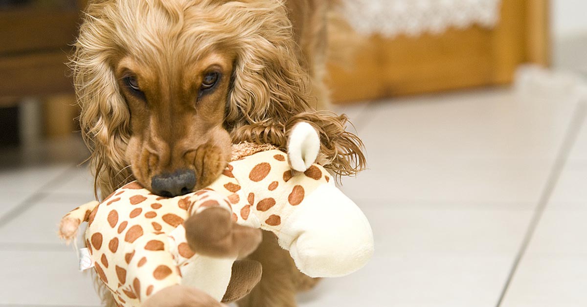 Il cane ha troppi giocattoli? Ecco come capirlo e come rimediare