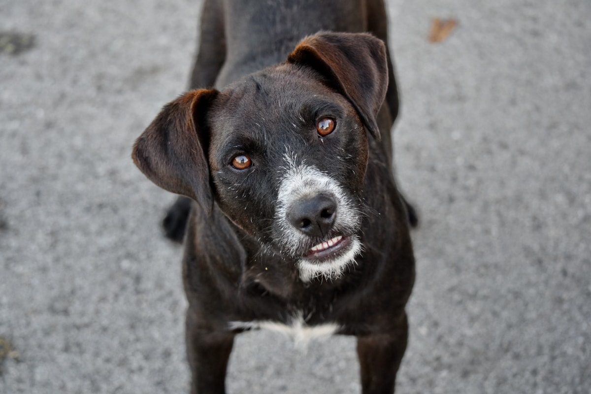 cane curioso