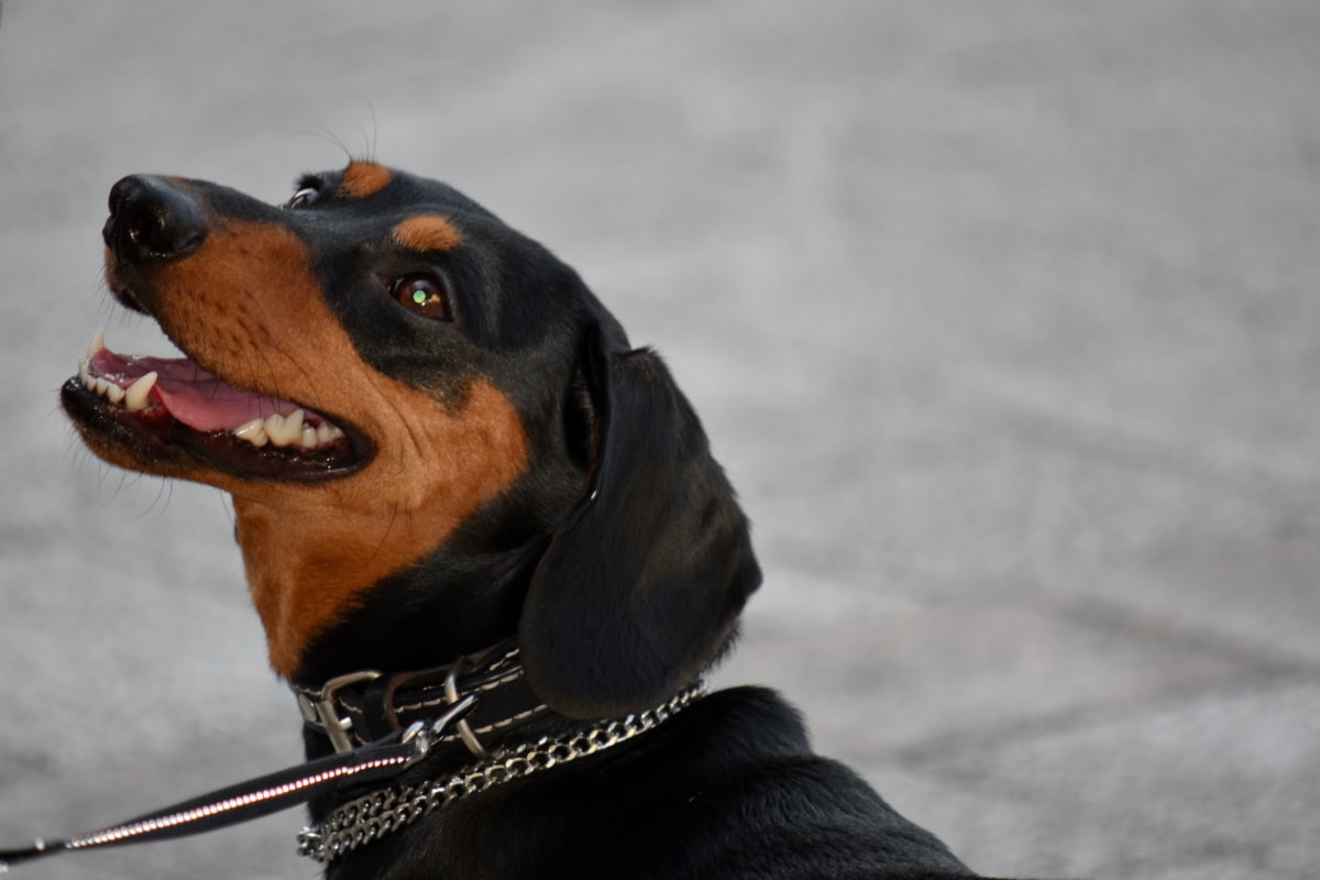 cane al guinzaglio