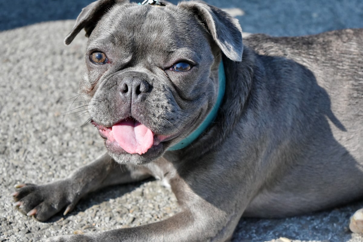 Cane grigio con lingua di fuori