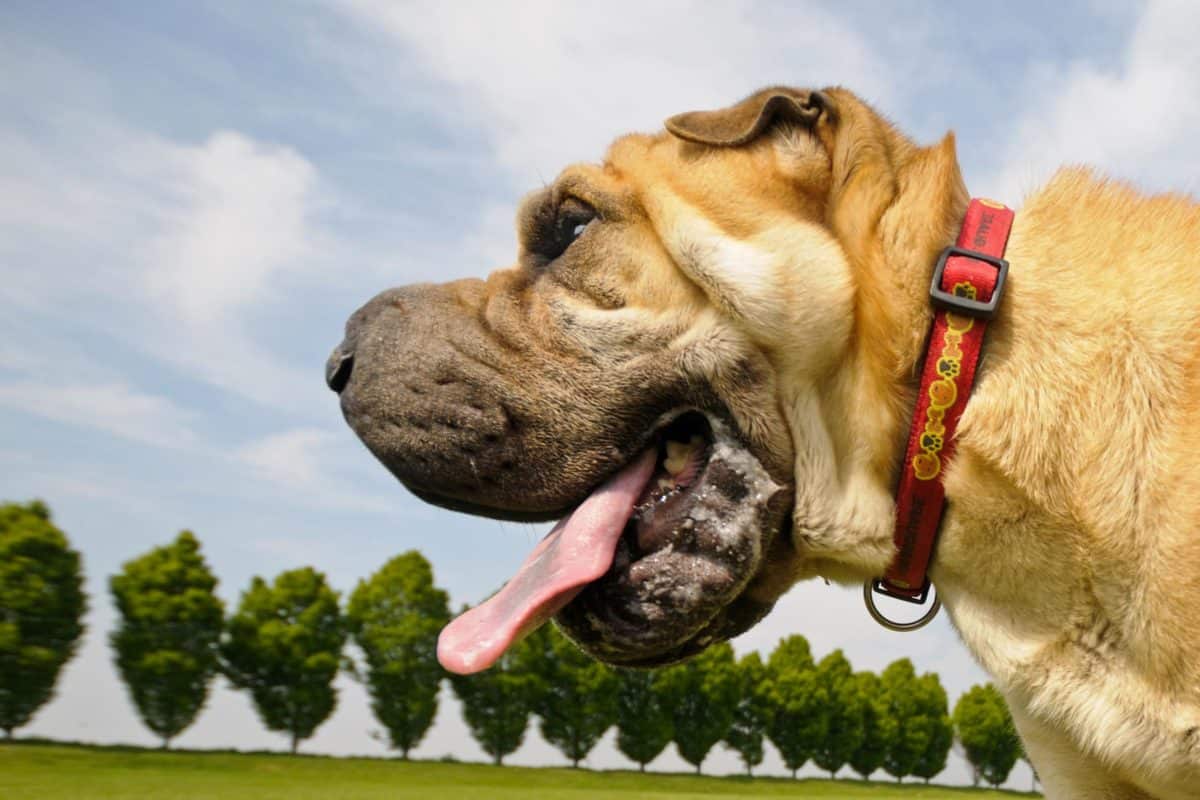 cane felice al parco