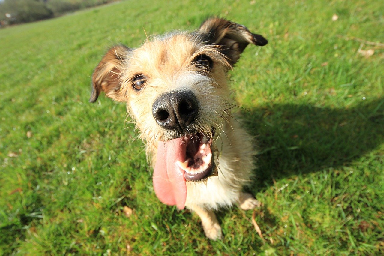 cane felice lingua di fuori