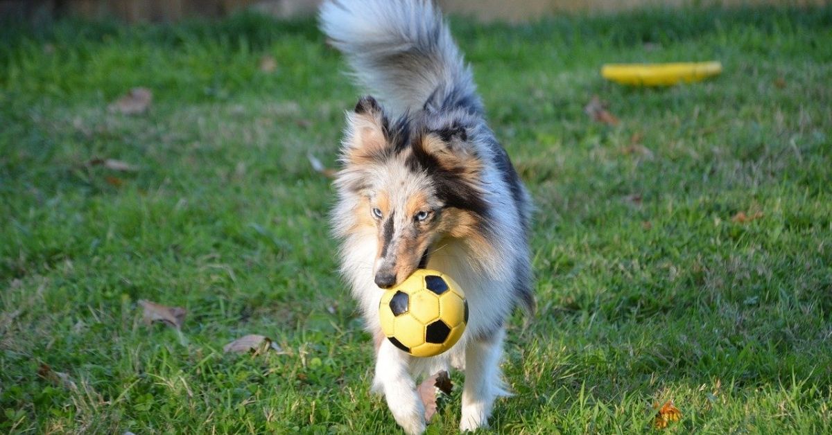 Il cane può avere delle dipendenze? Da cosa e come poterlo capire