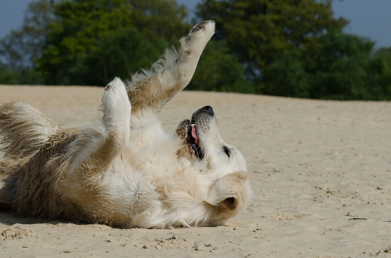 cane sdraiato al sole