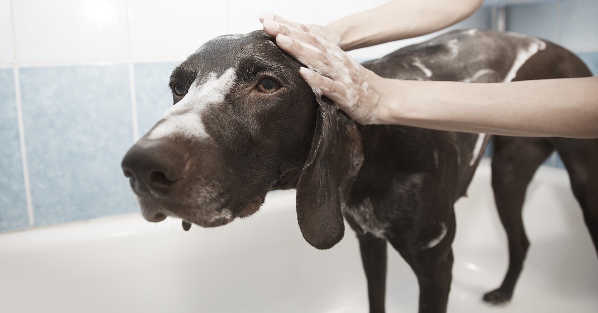 Il cane può usare il wc? Sì, ed ecco come glielo si può insegnare