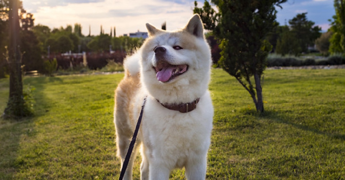 Il cucciolo Akita dondola felicemente sull’altalena, è raro vedere un cane così felice in video